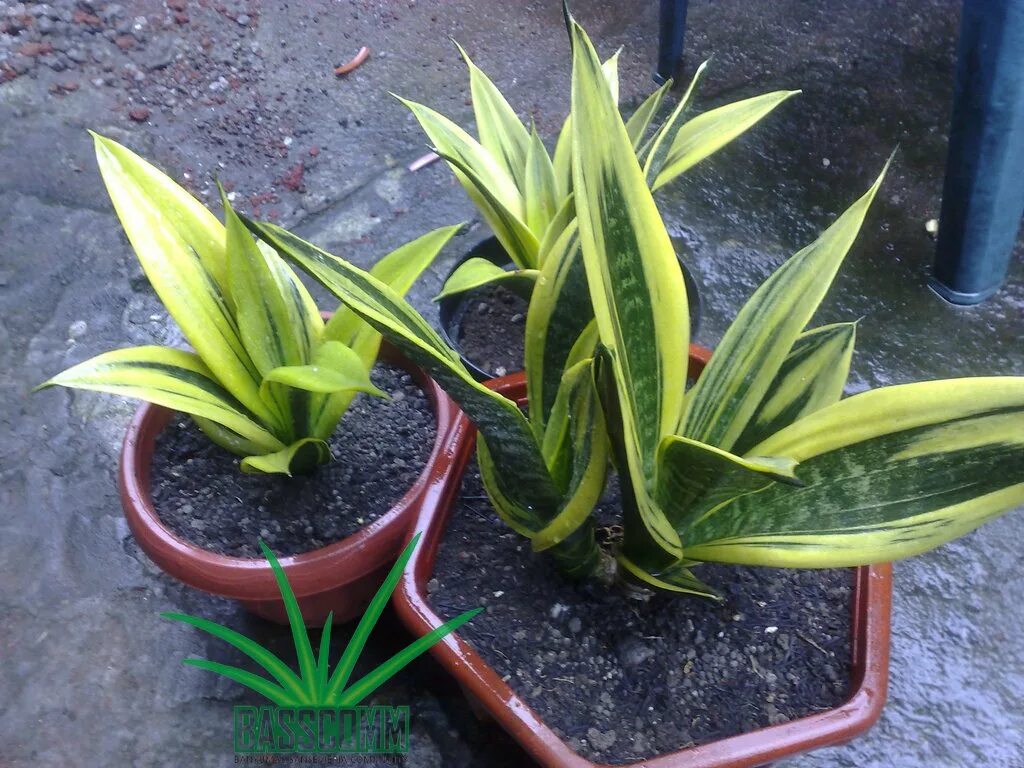 канари сансевиерия