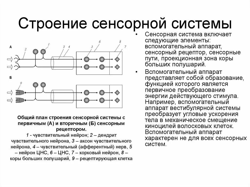 Общая схема строения сенсорных систем. Схема строения сенсорной системы анализатора. Схема общего плана строения анализатора и сенсорной системы. Схема структурно функциональной организации сенсорной системы. Элементы сенсорных систем