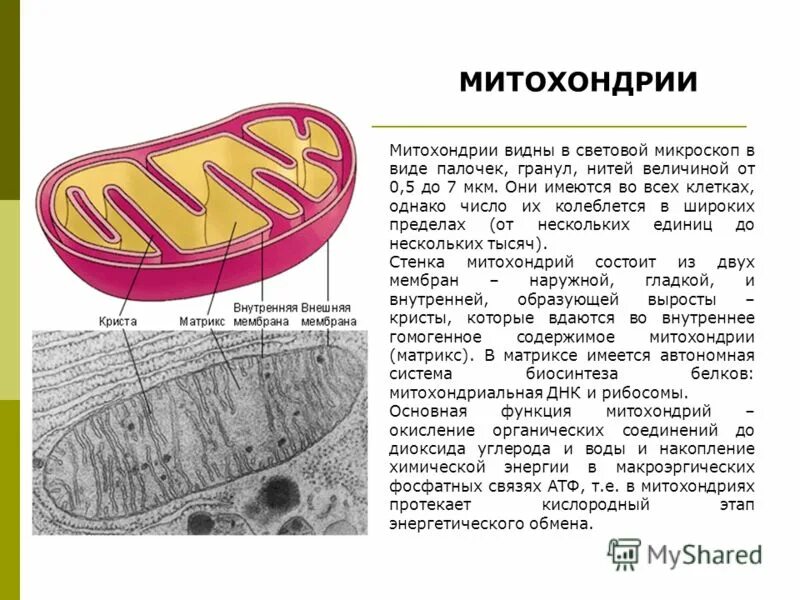 Какую клетку можно увидеть. Строение митохондрии микроскоп. Строение митохондрий световой микроскоп. Митохондрии в световом микроскопе. Ультрамикроскопическое строение митохондрий.