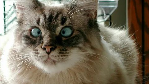 Котэ ютуб