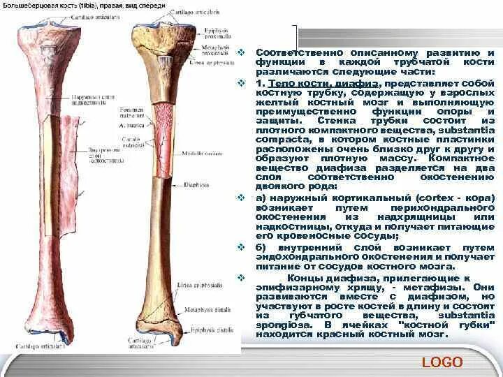 Укажите функции костей. Строение диафиза трубчатой кости. Трубчатые кости функции. Функции диафиза трубчатой кости. Функции частей трубчатой кости.