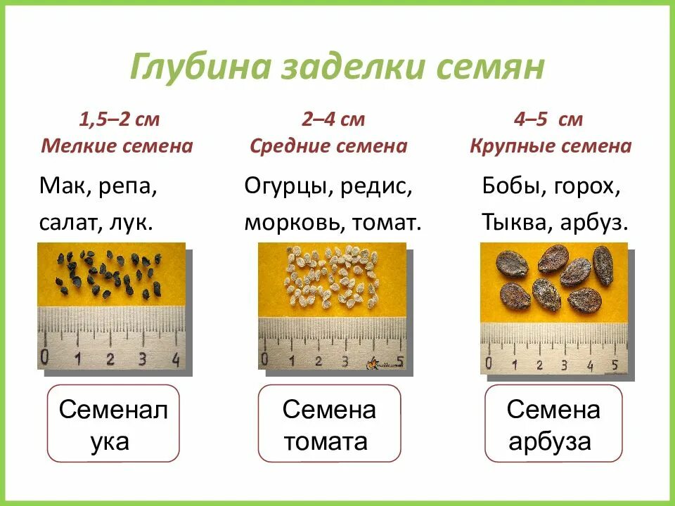 Глубина заделки семян томатов. Глубина заделки семян. Глубина посева семян. Глубина заделки семян различных растений. Глубина заделки семечки.