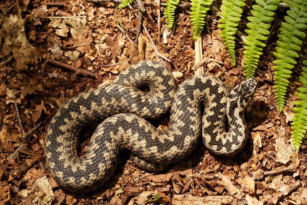 Обыкновенная гадюка - Vipera berus (Linnaeus, 1758). Обыкновенная гадюка (Vipera berus). Гадюка Болотная. Гадюка обыкновенная Болотная. Гадюки в природе