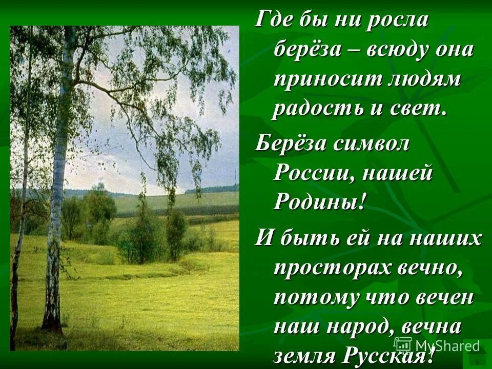 Стихотворение березовый лес