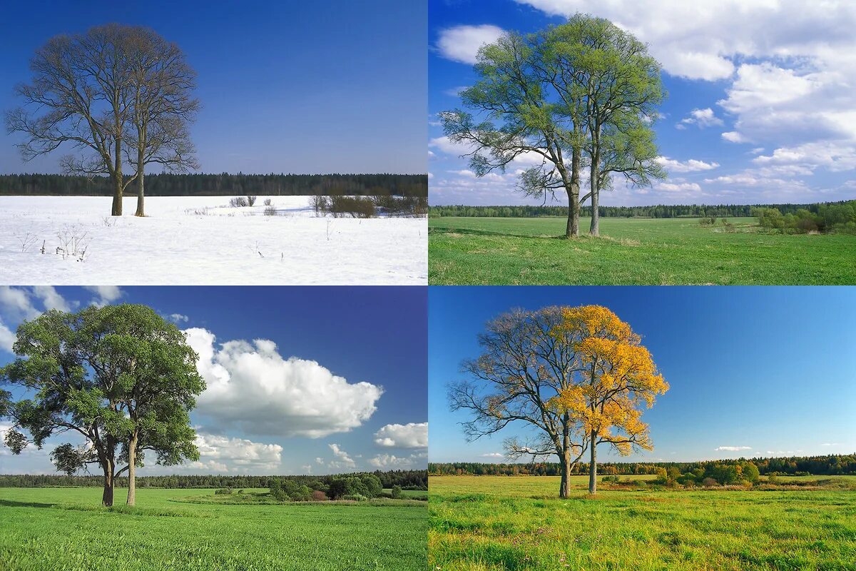 Картинки времена года. Пейзаж в Разное время года. Пейзаж времена года. Зима,Весна,лето,осень. Пейзаж в четырёх времени года.