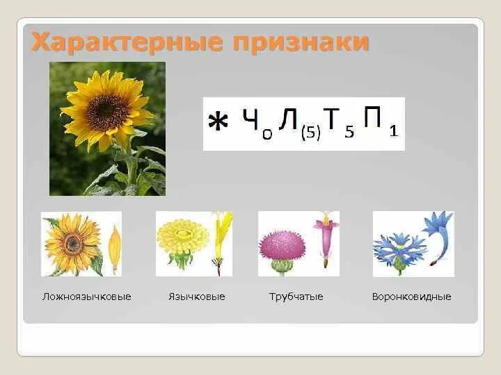 Определите форму цветка сложноцветных по описанию. Сложноцветные Астровые формула цветка. Семейство Астровые формула цветка. Диаграмма цветка сложноцветных астровых. Семейство Сложноцветные формула цветка.