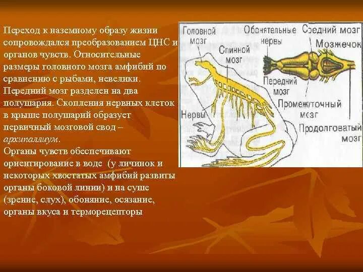 Развитие мозжечка у земноводных. Нервная система амфибий. Нервная система земноводных. Органы чувств земноводных. Органы обоняния амфибий.