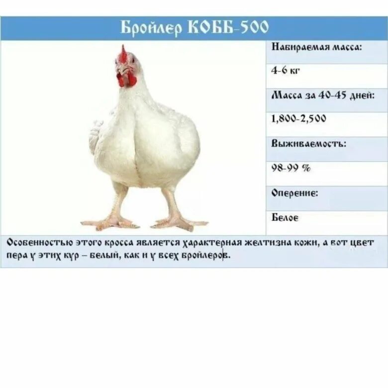 арбор айкрес бройлер. бройлеры описание. порода курей кобб 500. бройлер кобб 308. инкубационное яйцо бройлера росс 308.