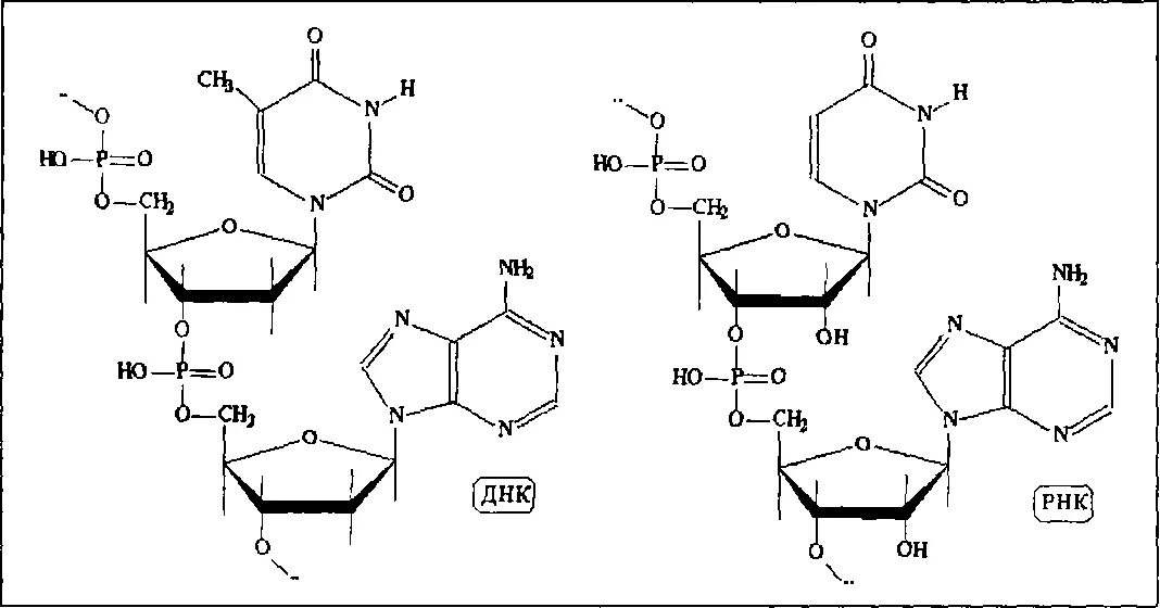 Аденин и Тимин водородная связь. Гуанин цитозин водородные связи. Водородные связи между гуанином и цитозином. Водородные связи между аденином и тимином. Гуанин и цитозин водородные связи