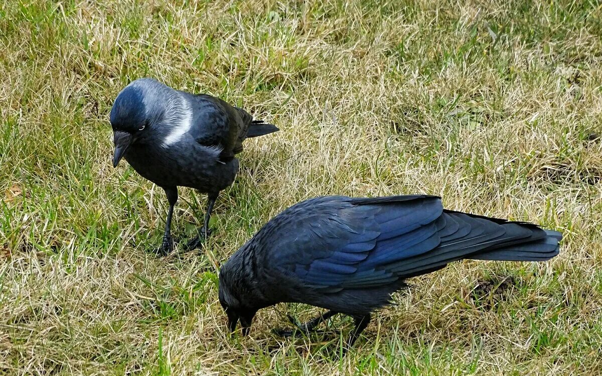 галки бар чеховская. галки бар чеховская. галки бар чеховская. галки москва страстной. кафе галки москва.