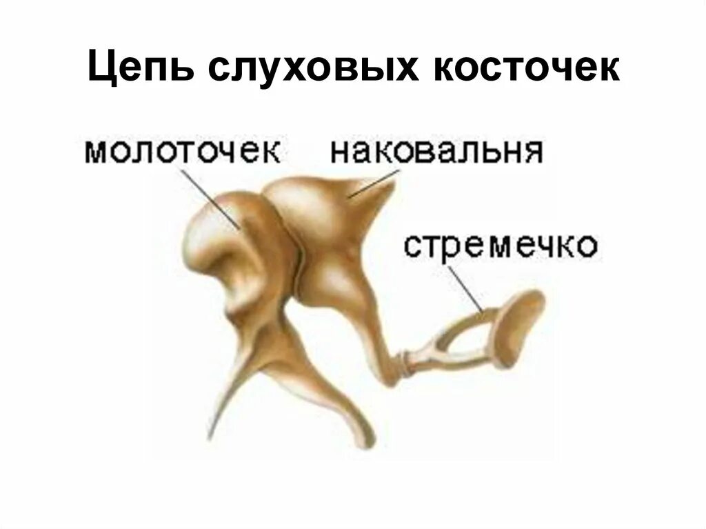 Слуховые косточки выполняют функцию. Строение молоточка наковальни и стремечка. Слуховая косточка стремечко. Строение слуховых косточек молоточек наковальня стремечко. Строение уха слуховые косточки.