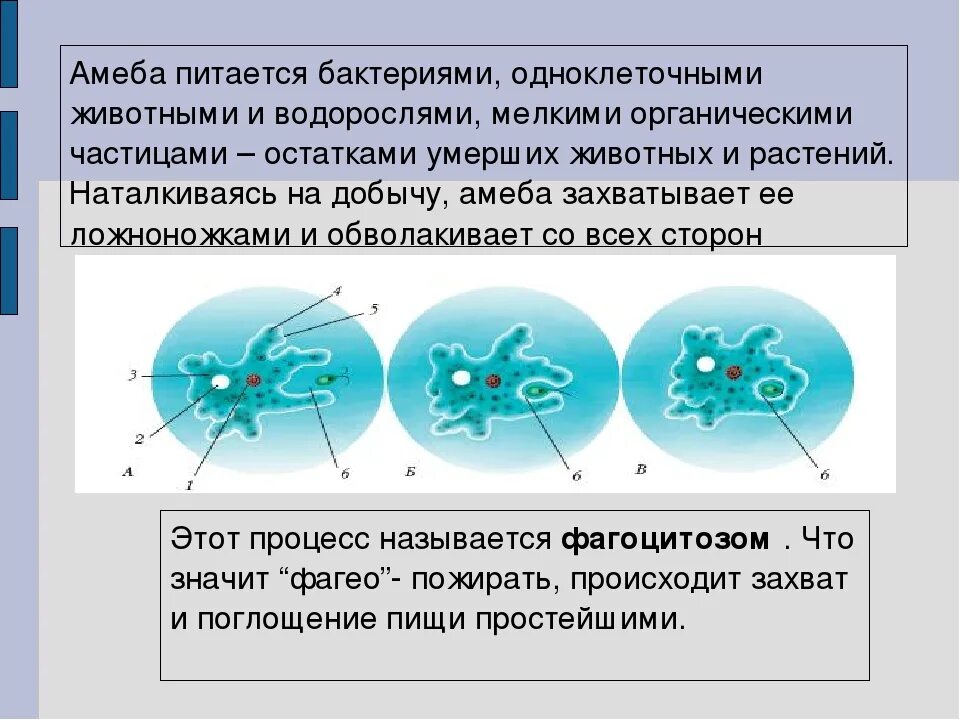 Каким способом осуществляется поглощение амебой клеток водорослей