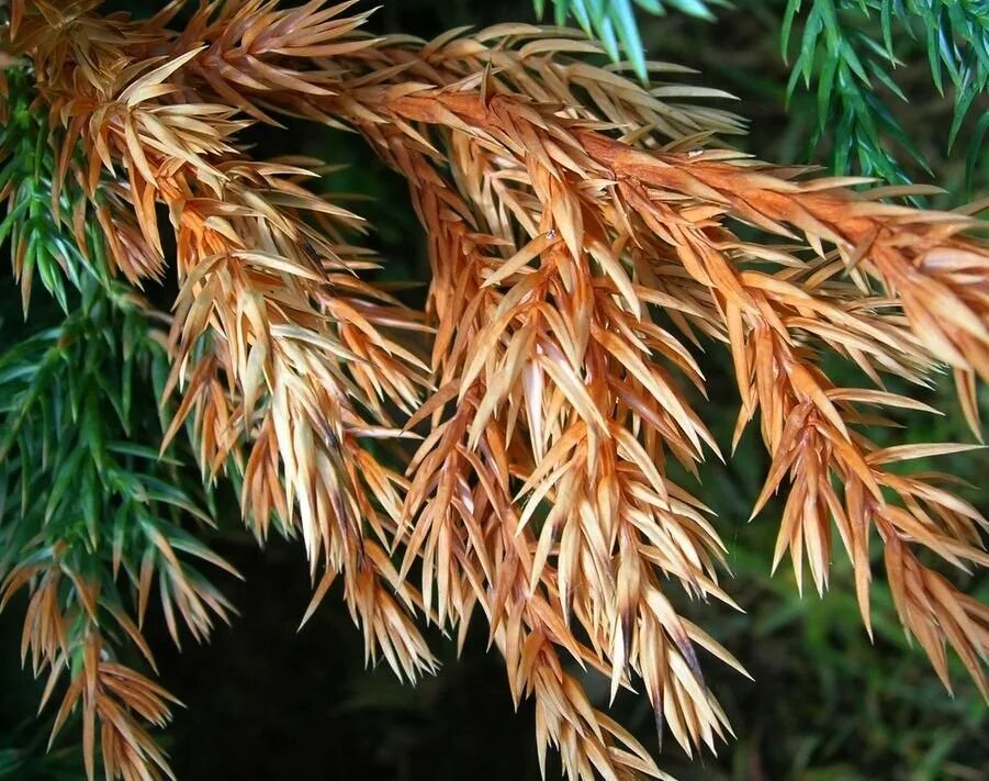 Шютте лиственницы (мериоз). Снежное шютте на хвойных. Снежное шютте сосны обыкновенной. Шютте лиственницы. Бурое шютте сосны.