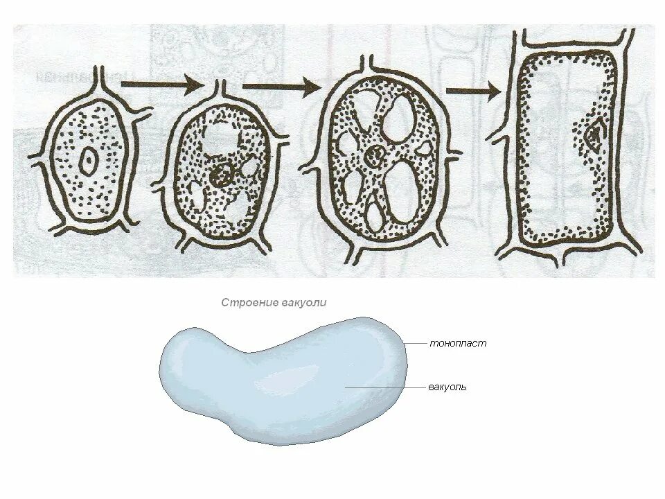 Вакуоли растительных клеток строение. Строение растительной вакуоли. Строение вакуоли растительной клетки. Рост вакуоли клетки. Вакуоль растительной клетки схема.