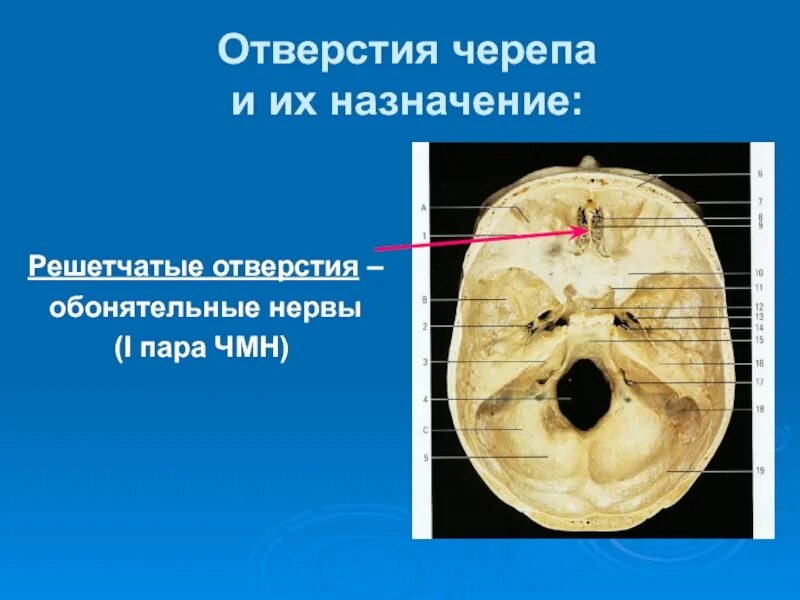 Области основания черепа. Отверстия основания черепа анатомия. Внутреннее основание черепа яремное отверстие. Кости основания черепа анатомия. Внутренняя Сонная артерия анатомия в черепе.