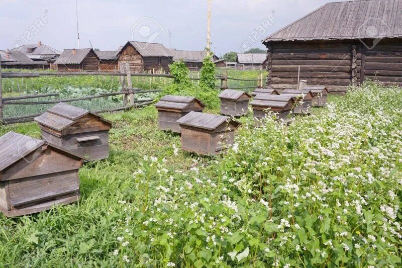 Деревня пчеловодство. Деревенский улей уральские. Деревня пчеловодство. Пасека в деревне. Промышленная пасека.