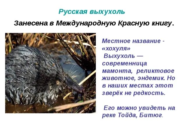 Выхухоль занесена в красную книгу. Выхухоль занесена в красную книгу