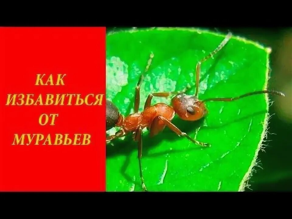Как избавиться от муравьев на улице. Как избавиться от муравьев на улице