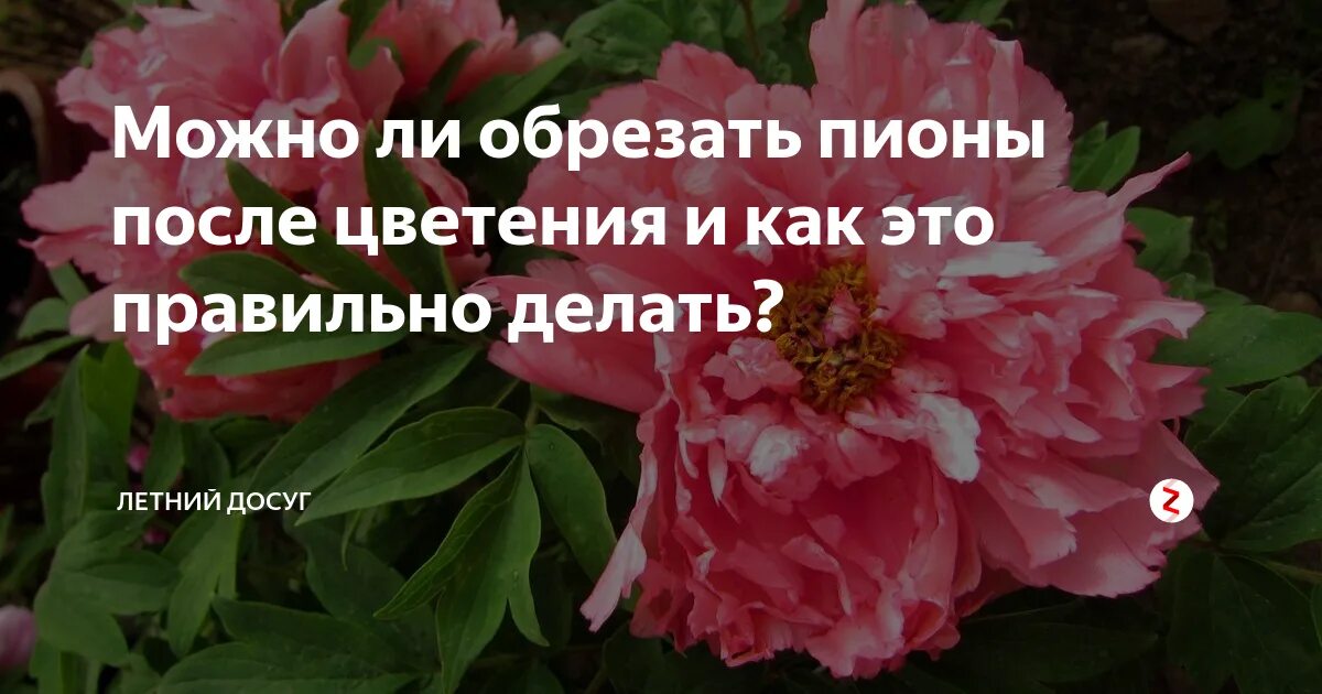 Пионы уход после. Обрезать отцветшие пионы. Пионы отцвели. Пионы после цветения. Обрезать пионы после цветения.