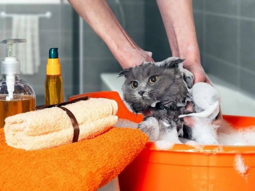 Мытье кошки. Кота моют. Ванная для мытья кота. Купание кошки. Cat washing