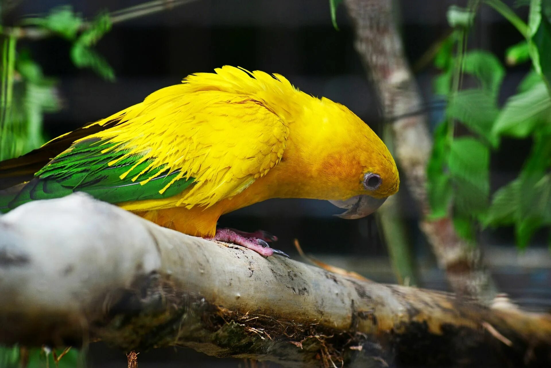 Попугай золотой аратинга. Golden Conure попугай. Попугай аратинга желтый. Аратинга и волнистый попугай.