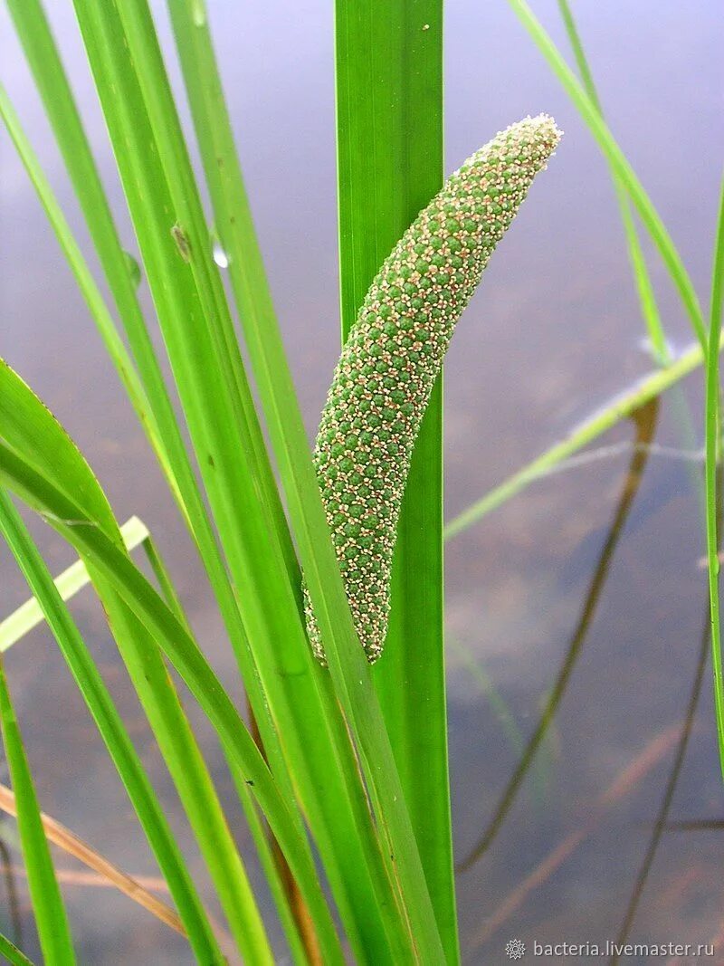 АИР обыкновенный - Acorus Calamus. АИР болотный (Acorus Calamus). АИР обыкновенный (а. болотный) - Acorus Calamus.. АИР обыкновенный болотный.