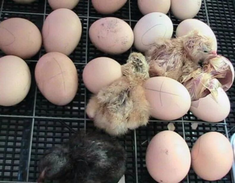 Фото развития цыпленка. Наклев яиц в инкубаторе. Цыплята вылупляются в инкубаторе. Яйца инкубатор индюшек в инкубаторе. Инкубация индюшачьих яиц инкубатор Золушка.