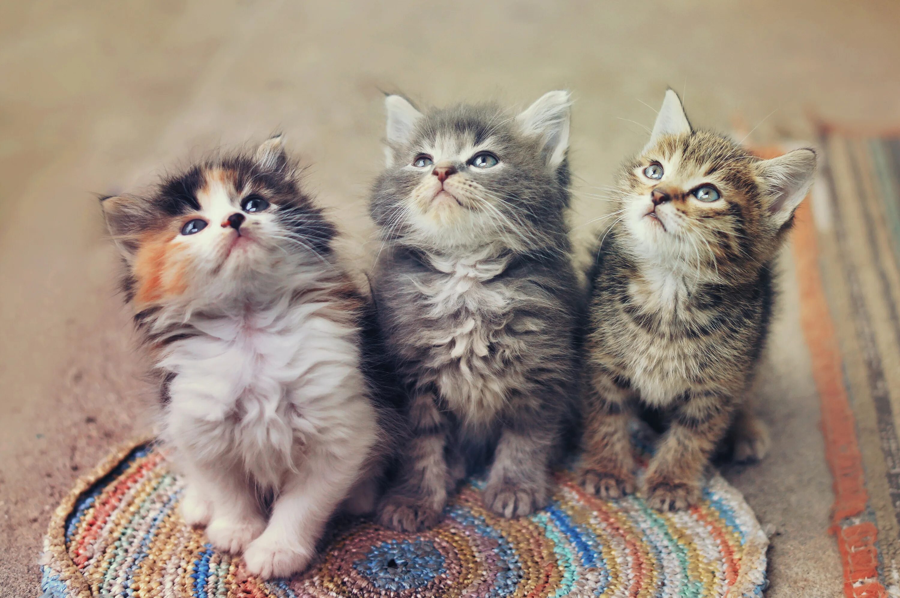 Нет 3 кошки. Три кошки. Трое котят. Разные котята. Маленький котенок.