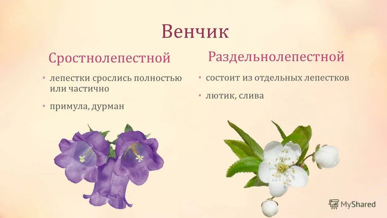 свободнолепестный венчик. околоцветник сливы. венчик свободнолепестный или сростнолепестный. сросшиеся лепестки венчика. сростнолепестный венчик чашечка цветка.