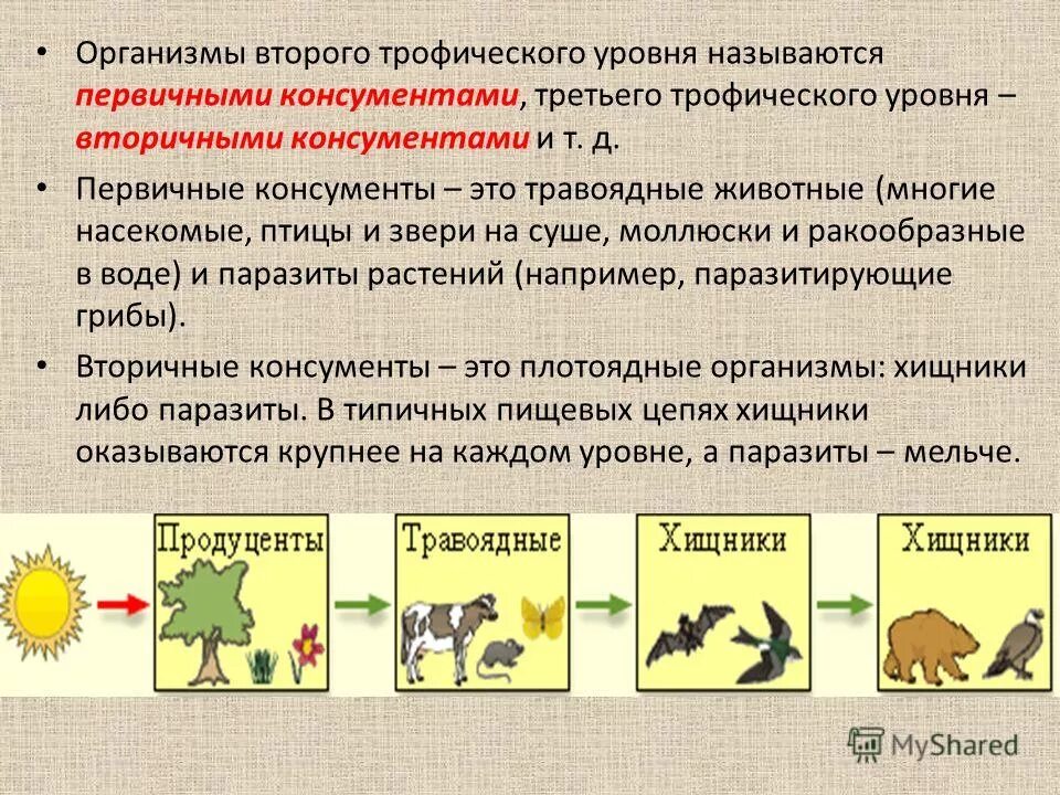 какие организмы называют консументами. какие организмы называют консументами. консументы организмы потребляющие. консументы первого порядка 3. какие организмы называют консументами.