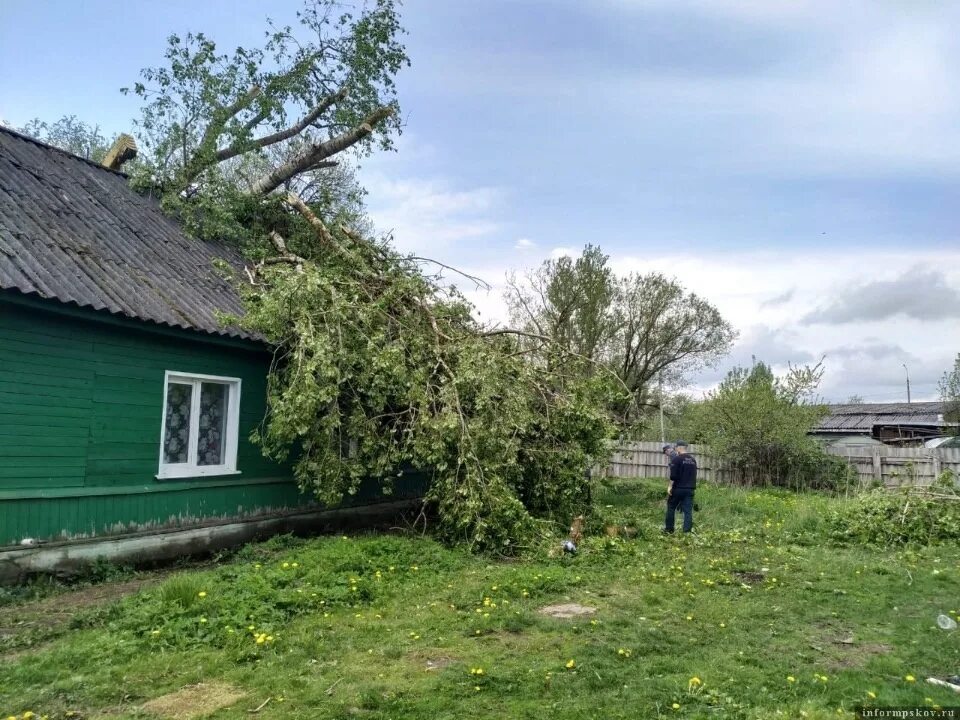 Шершни псковская область. Шершни псковская область