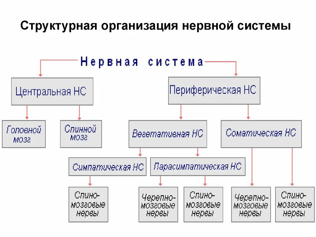 Структурная организация нервной системы. Типы структурной организации нервной системы. Этапы структурной организации нервной системы. Структура нервной системы схема.