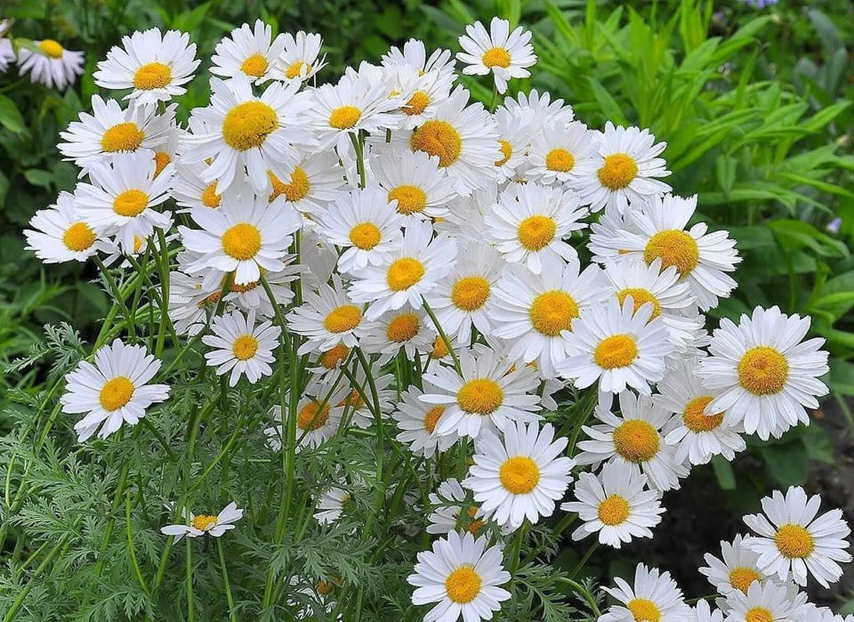 рамонак. букет ромашек. ромашки простые цветы. ромашки простые цветы. ромашка цветы.