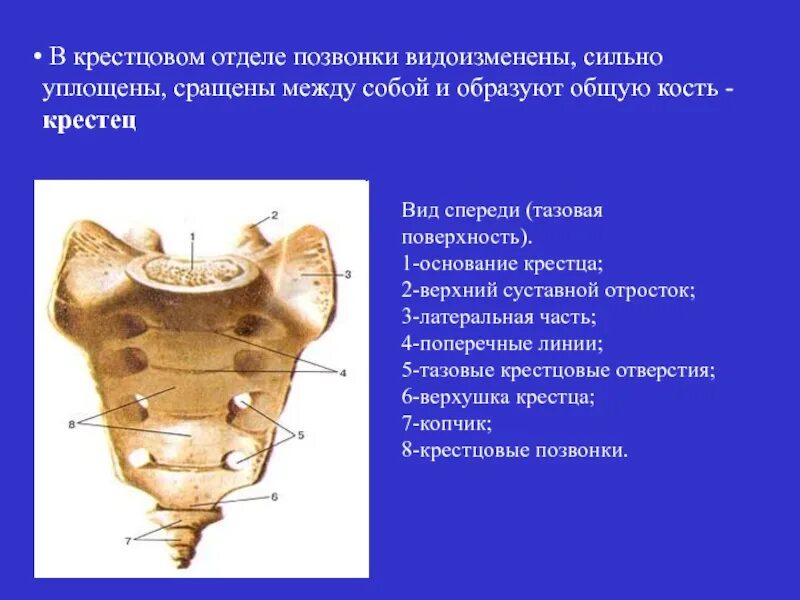 Шейный грудной поясничный крестцовый отдел позвоночника. Крестец 5 позвонков. Крестцовый отдел позвоночника образован позвонками. Крестцовый отдел позвоночника образован позвонками. Строение крестца и поясничного отдела.