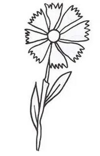 Василек рисунок раскраска