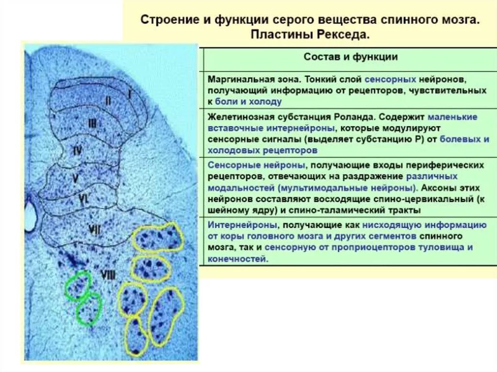 Пластина мозга. Пластинки серого вещества спинного мозга. Функции ядер серого вещества спинного мозга. Ядра серого вещества спинного мозга и их функции. Пластины спинного мозга по Рекседу.