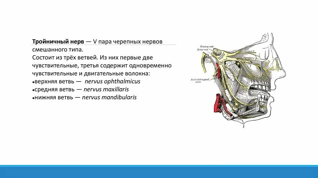 Тройничный черепной нерв. Ветви 3 пары черепных нервов. 5 Пара черепных нервов 3 ветвь. Схема 5 пары черепных нервов. Ветви 5 пары черепных нервов.
