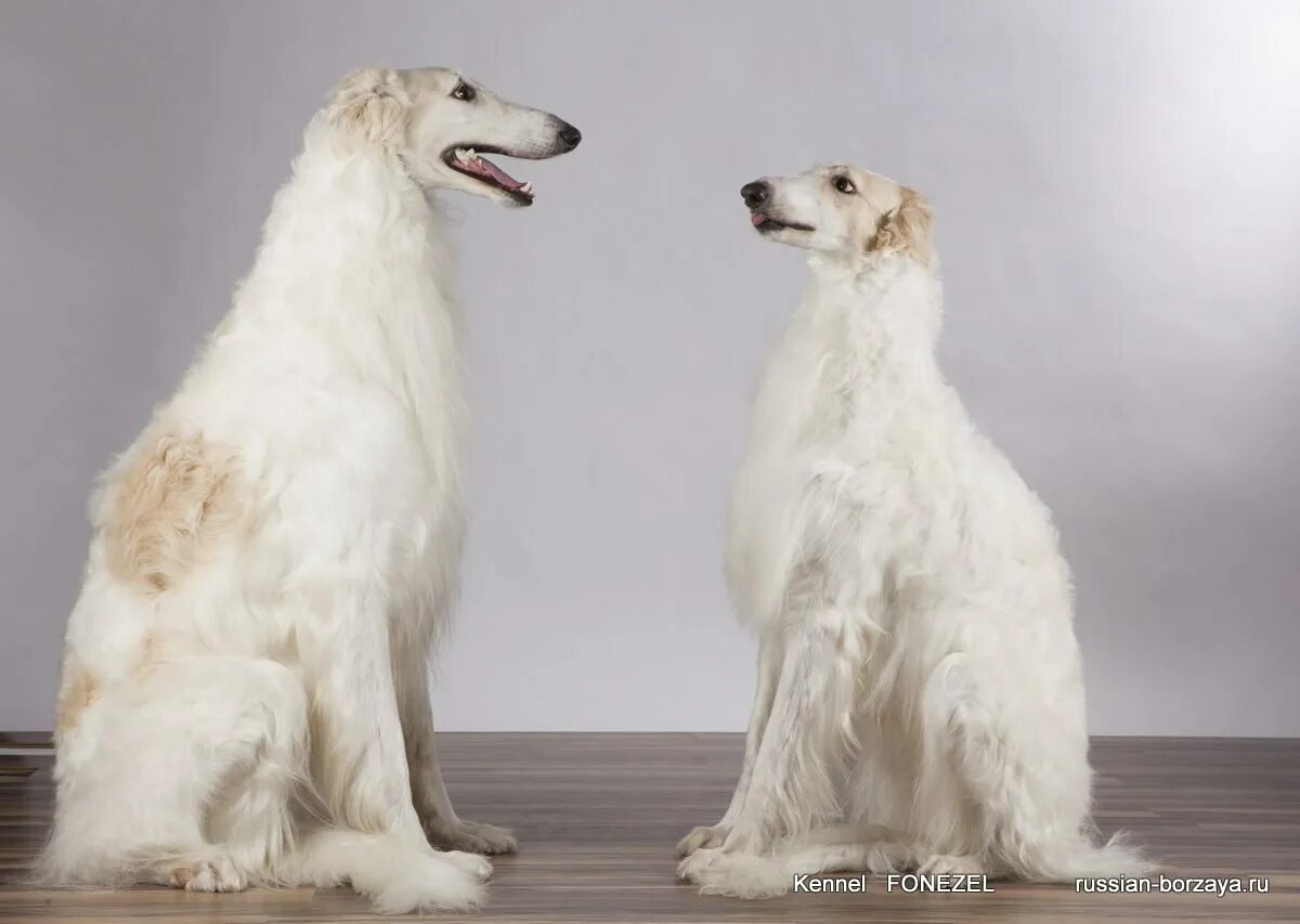русская борзая спаниель. русская псовая борзая муругая. имена для щенков девочек русской псовой борзой. русская борзая купить щенка авито. русская борзая купить щенка.