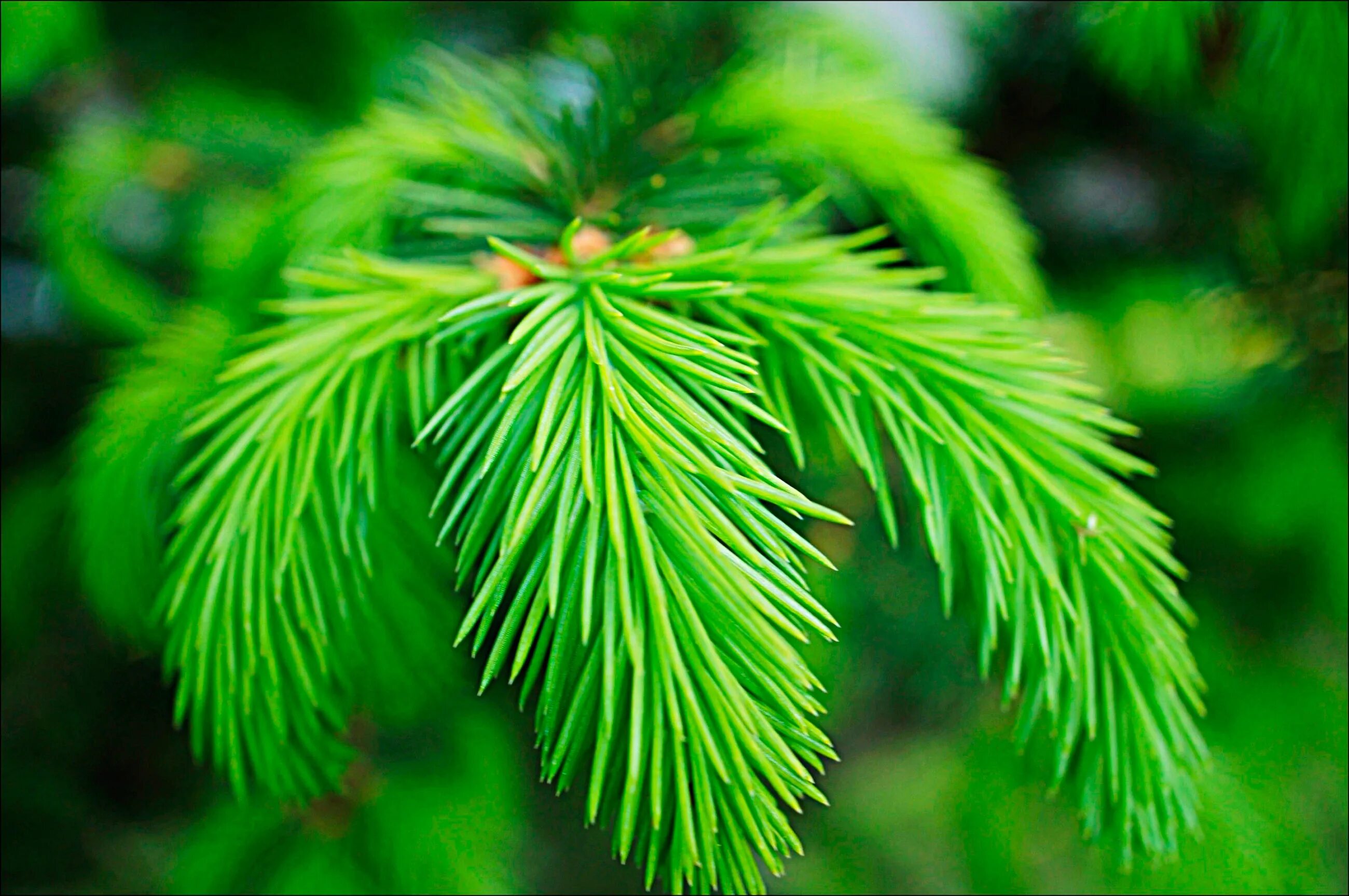 Хвойная ветвь. Хвоинки сосны. Сибирская пихта цветет. Хвойная ветвь. Ветка еловая.