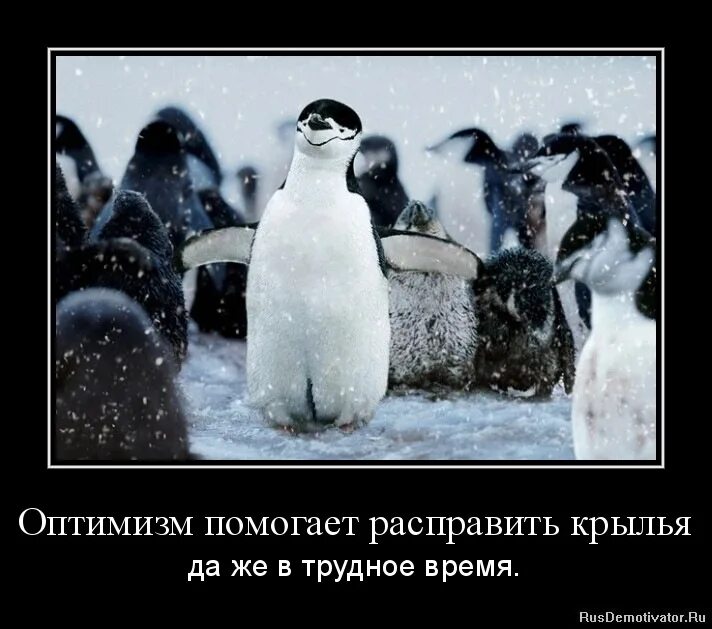 оптимизм. афоризмы про оптимизм. афоризмы про оптимистов. высказывания про оптимизм. мотиватор оптимизм.