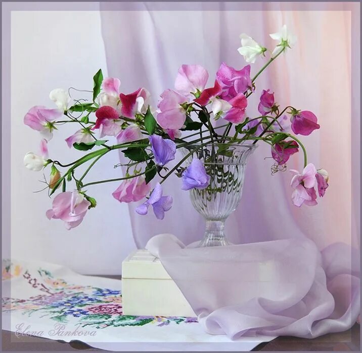 Доброго дня нежные цветы. Фотонатюрморты Елены Панковой. Весенний натюрморт. Красивые натюрморты с цветами. Красивые цветы в вазе.