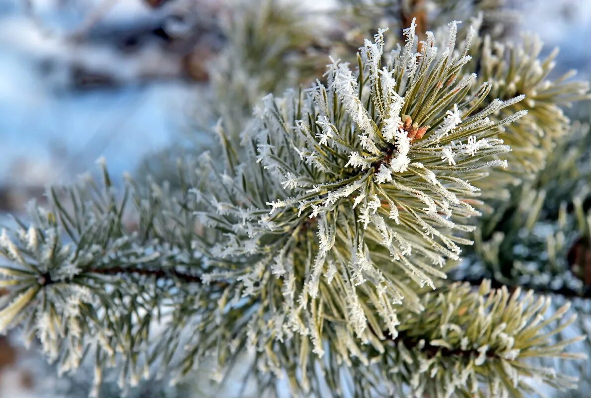 с добрым утром иней на деревьях. деревья и цветы в инее. сосновые ветки в инее. винтер зимняя хвоя. куржевина – иней.
