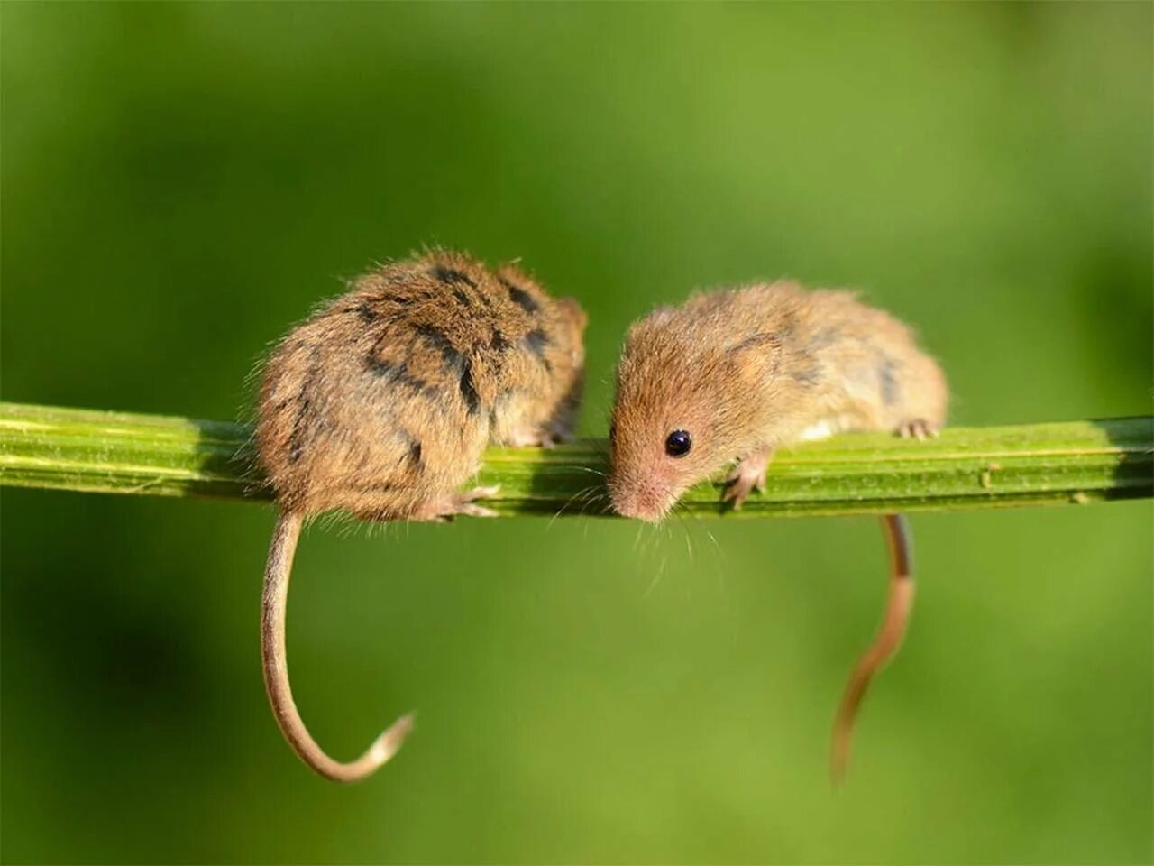 Мышь Малютка ареал. Мышь полевка маленькая. Полевая мышь Малютка. Полевка мышонок маленький.