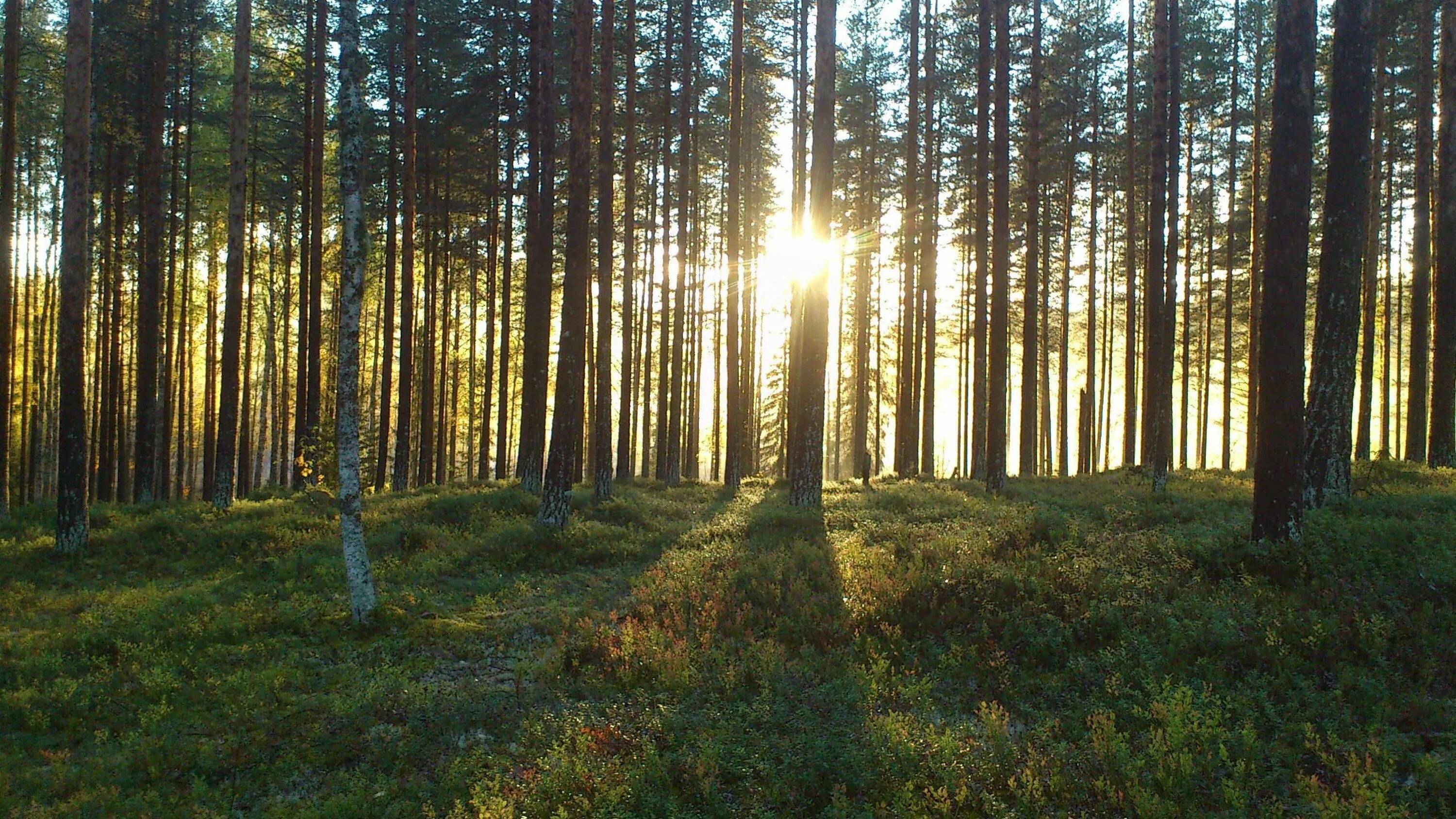 Сосновые леса в луге. Сосновый Бор Удмуртия. Форест Сосновый Бор. Сосновый Бор и еловый Бор. Лес Сосновый Бор Белозерск.