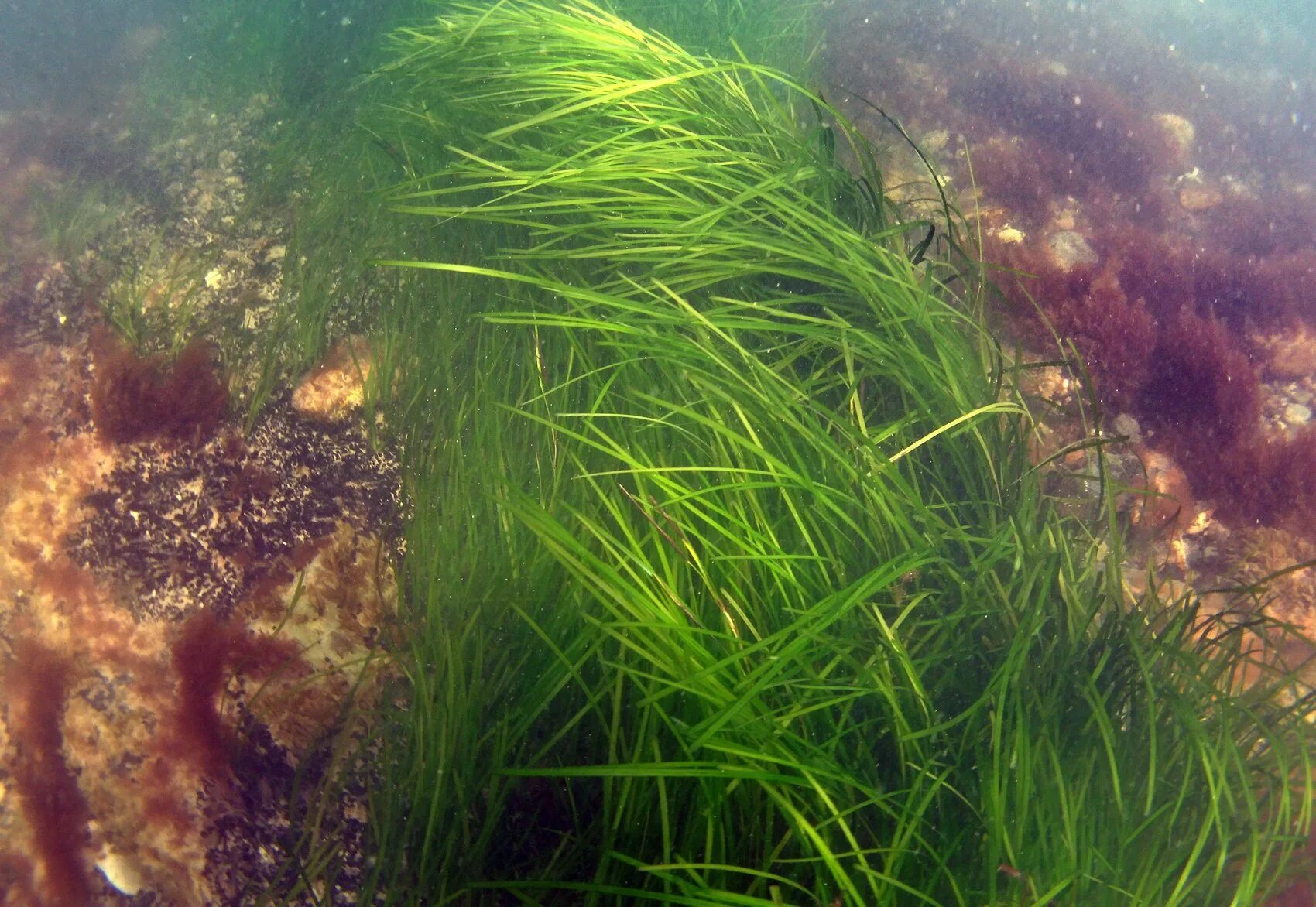 Целебные водоросли. Зостера взморник. Зостера Каспийского моря. Зостера морская водоросль. Посейдония водоросли.