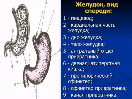 Антральный отдел привратника