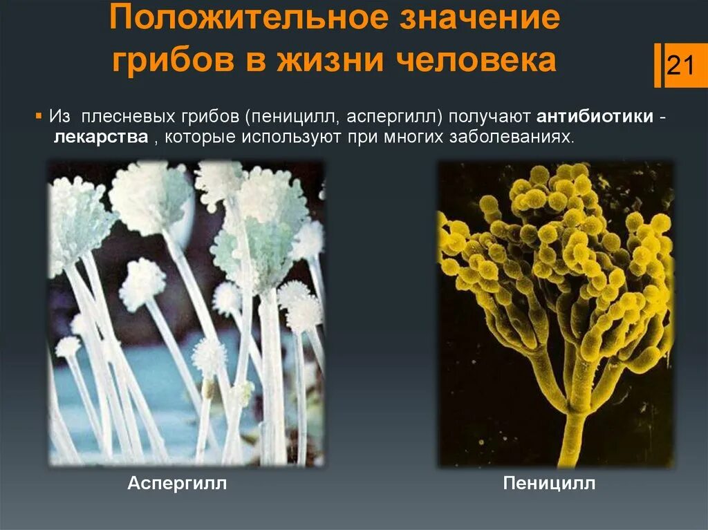 Каково значение дрожжей в жизни человека. Пеницилл и аспергилл. Плесневые грибы пеницилл аспергилл. Мукор пеницилл аспергилл. Многообразие плесневых грибов.