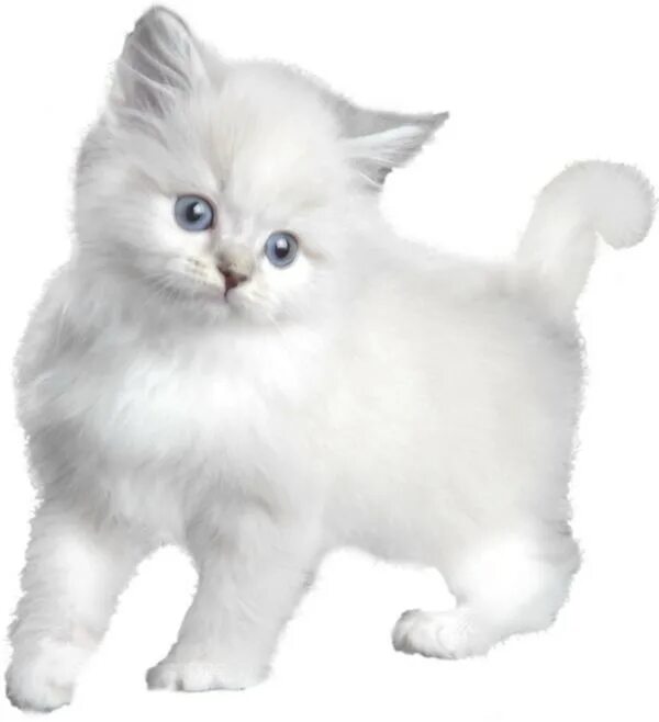 Прозрачная кошка. Белый котенок на белом фоне. Белая кошка на белом фоне. Кошечка на прозрачном фоне. Котенок на прозрачном фоне.