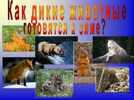 Неделя животных и птиц