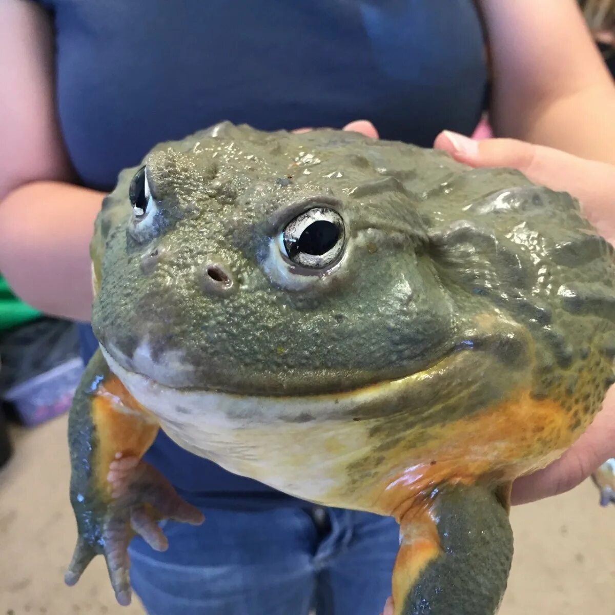 Лягушки в соленой воде. Лягушка бык водонос. Африканский водонос лягушка. Африканская лягушка Голиаф.